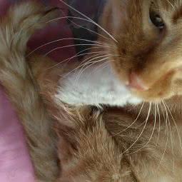 幸运宠物:盐城市盐都区西环路附近