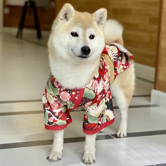 欧奕柴犬·缅因猫专卖:北京城区顺义区后沙峪附近