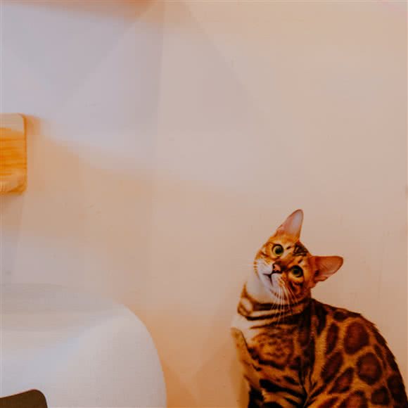 喵会馆:扬州市广陵区何园/1912街区附近