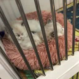 淘喜宝宠物(万马店):扬州市广陵区曲江/壹位广场附近