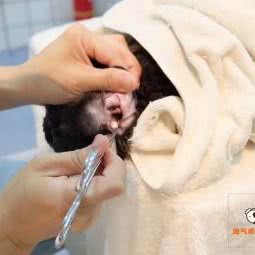 淘气乖乖高端宠物(京华城店):扬州市邗江区文汇西路附近