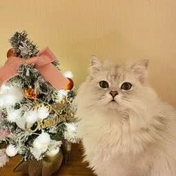 喜猫喜狗狗狗生活馆:扬州市邗江区文汇西路附近