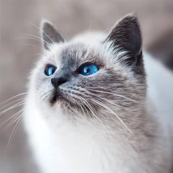 妙喵屋宠物馆:扬州市邗江区兴城路附近