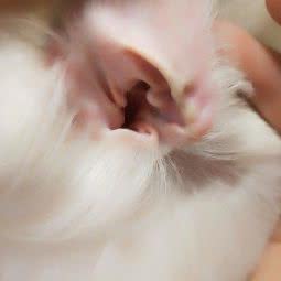 卷毛宠物:扬州市邗江区扬子江路附近