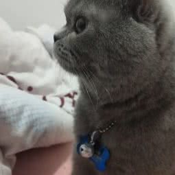 明星宠物(顺达路店):扬州市邗江区顺达广场附近