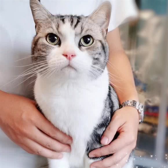 喵大福の猫社:扬州市邗江区邗江中路附近