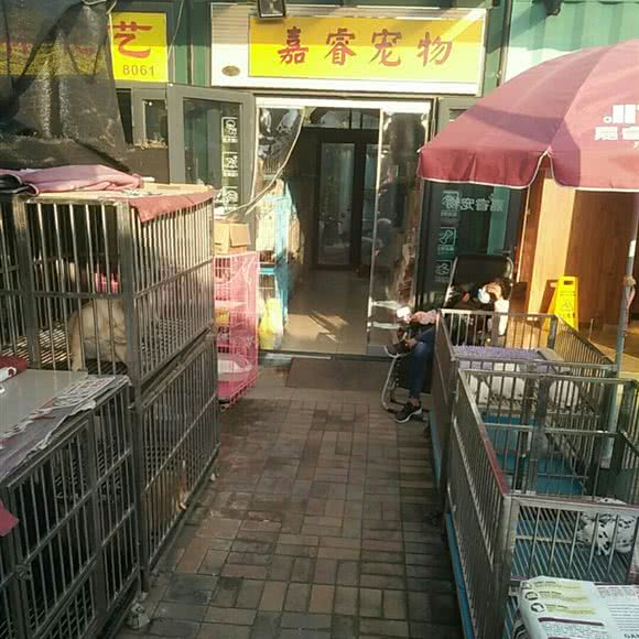 嘉睿宠物:扬州市邗江区竹西御龙湾商业广场附近