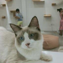 阿呆宠物店:扬州市邗江区竹西御龙湾商业广场附近