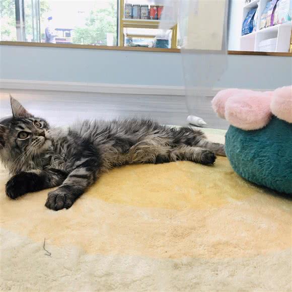 邻家宠物生活馆:扬州市邗江区江阳路/开发路附近