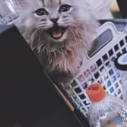 萌宠部落宠物生活馆:北京城区顺义区顺义附近