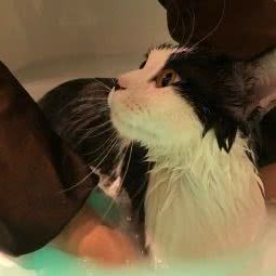 宠物四重奏:镇江市京口区大市口附近