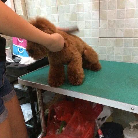 集结号宠物生活馆:镇江市京口区八佰伴附近