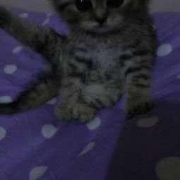 有家狗店主题狗狗生活馆:镇江市京口区江滨路/东吴路附近