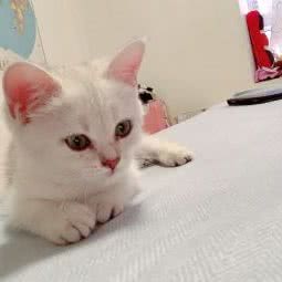 唯爱宠物狗梦工坊:镇江市京口区江苏大学附近