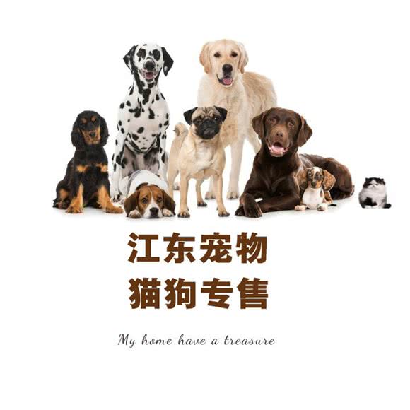 江东宠物 猫狗专售:镇江市润州区常发广场附近