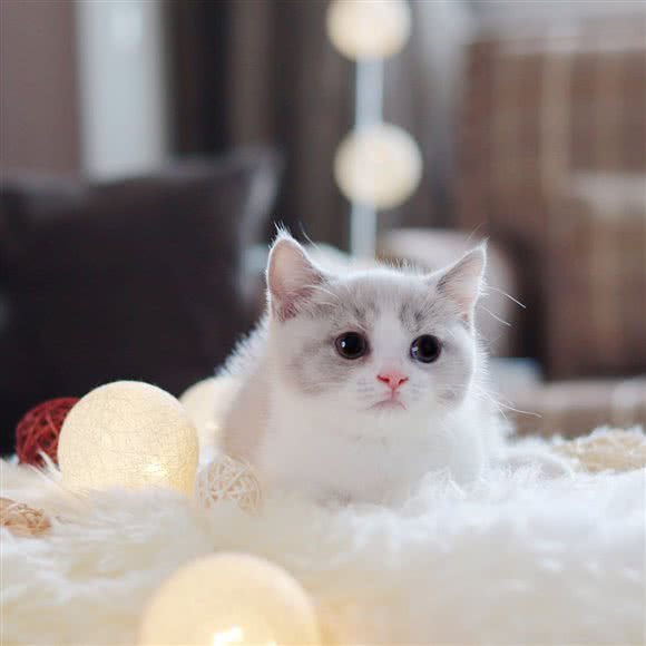 梧桐meow猫舍:镇江市润州区常发广场附近