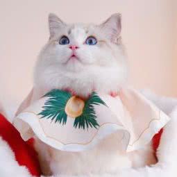 Sweet Peach布偶猫舍:镇江市润州区金山公园附近