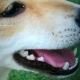 滕爱宠物生活馆:泰州市海陵区万达广场附近