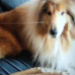 咕狗地带宠物生活馆:泰州市海陵区万达广场附近