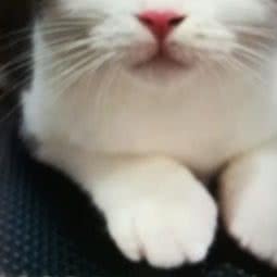 山居异宠:泰州市海陵区大学城附近