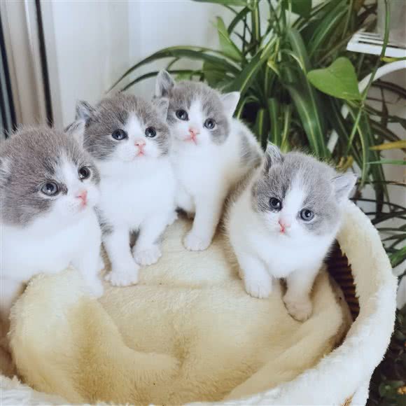 新瑞鹏宠物医院:泰州市海陵区大学城附近