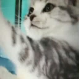 阳光灵宠:泰州市海陵区江州南路附近