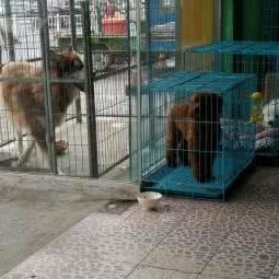 喜羊羊宠物医院:泰州市海陵区茂业百货/电子厂附近