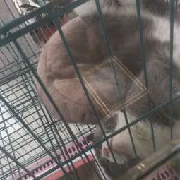 呈相宠物店:泰州市海陵区三水湾/柳园附近