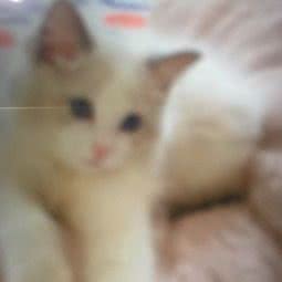 安吉宠物:泰州市海陵区望海楼附近