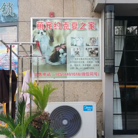 萌宠约克夏之家:泰州市海陵区美好易居城附近