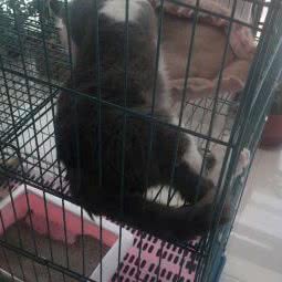 爱贝宠物会所:泰州市海陵区鲍徐镇附近