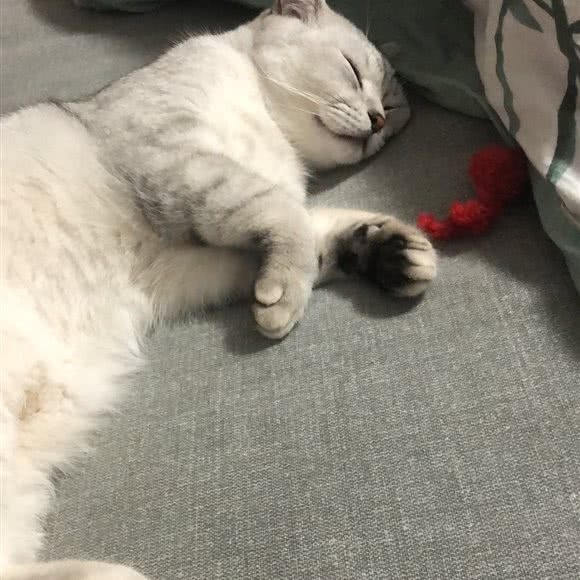 PETKIT小佩宠物(春港东路店):泰州市高港区口岸街道附近