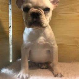 宠约宠物店:北京城区顺义区顺义附近