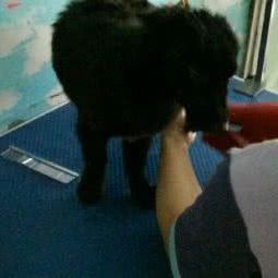 盛鑫宠物:泰州市靖江市靖城街道附近