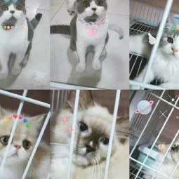 汪仔队宠物生活馆:宿迁市宿城区宿迁学院附近