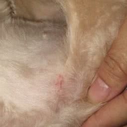 贝贝宠物店:宿迁市宿城区幸福路附近