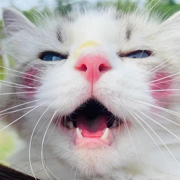 云上苏仙家的猫咖:宿迁市宿城区洋河附近