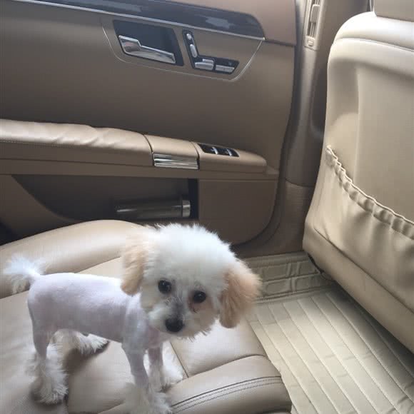 华乐宠物:宿迁市宿城区兰亭御城附近