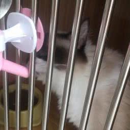 乐贝宠宠物SPA生活馆(凤凰国际城一店):宿迁市沭阳县沭城街道附近