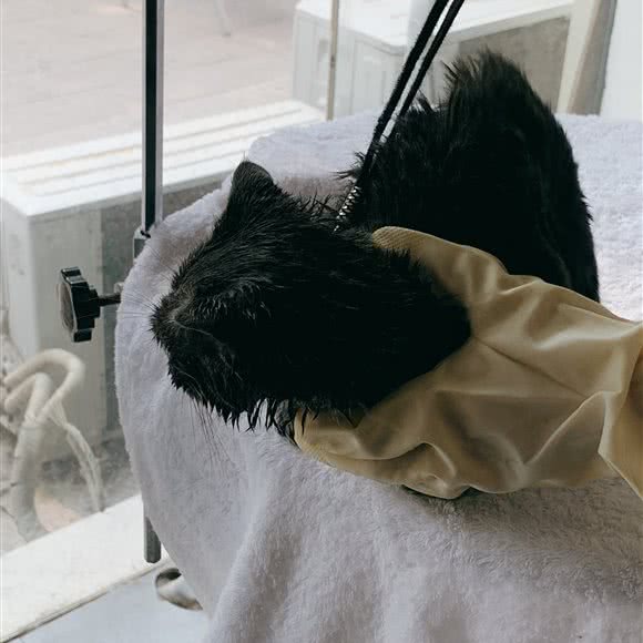 古灵阁宠物生活馆:宿迁市沭阳县沭城街道附近