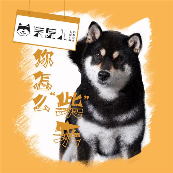 柴院儿柴犬售卖体验店(湖滨店):杭州市上城区湖滨/解百商厦附近