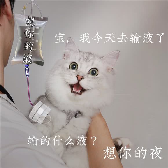 猫先生之家·撸猫馆 猫咖:杭州市上城区湖滨/解百商厦附近