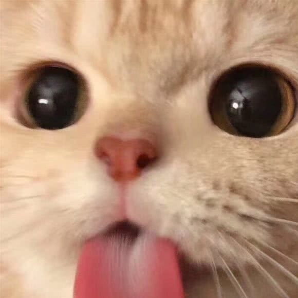 小猫小狗宠物店:杭州市上城区城东附近