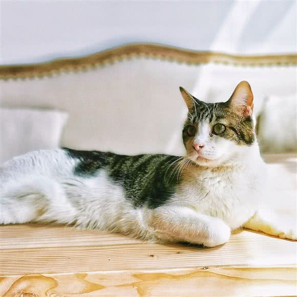 小楠湖宠物生活馆·猫咖:杭州市上城区城东附近