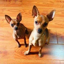 铲使官儿宠物家庭生活馆:杭州市上城区城东附近