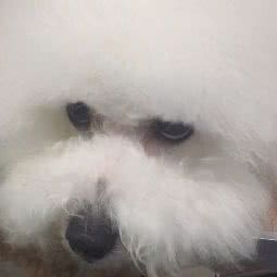 艾宝宠物:杭州市上城区城东附近