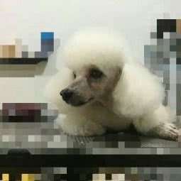 Lucky one招财汪宠物:杭州市上城区城东附近