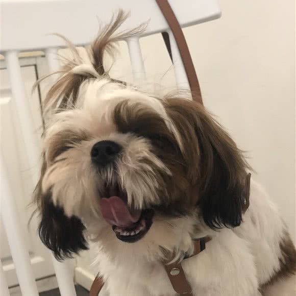 杭州本地人家庭宠物犬狗猫寄养  散养:杭州市上城区城东附近