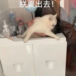 猫乐福MORELOVECAT(杭氧店):杭州市上城区城东附近