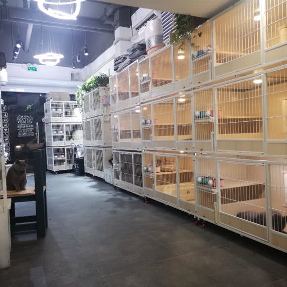 辉先森名猫馆:杭州市上城区城东附近